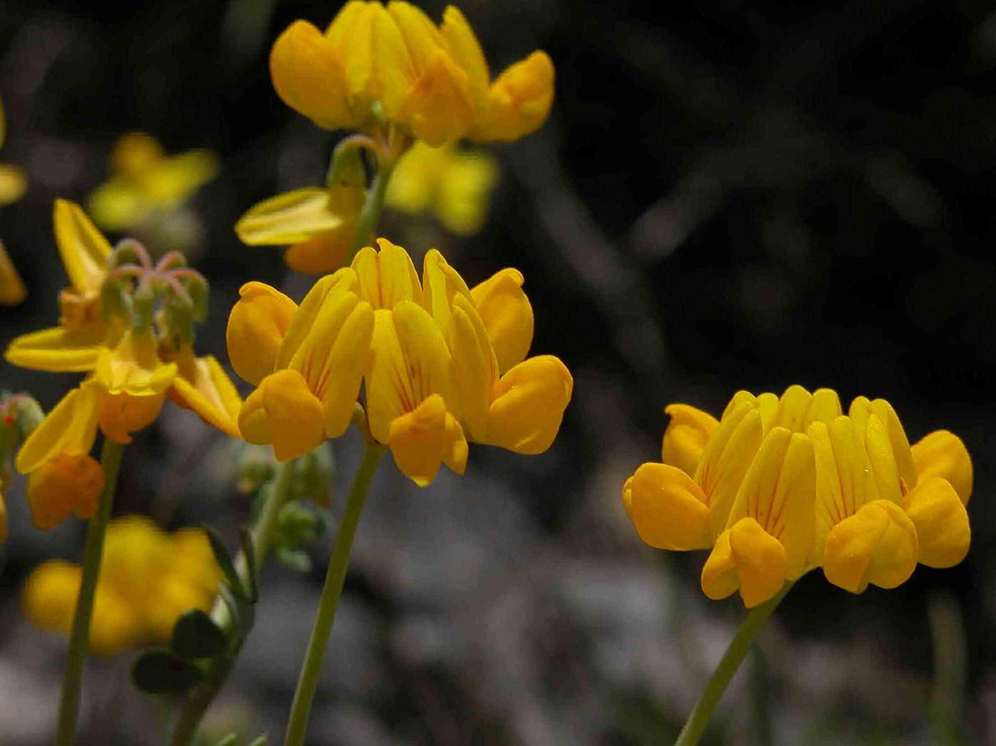 Scorpion vetch, [Dwarf] flower